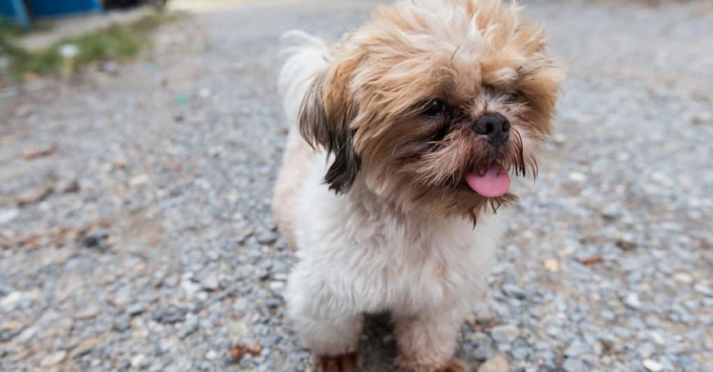 The Bea-Tzu Usually Has A Long Fluffy Coat