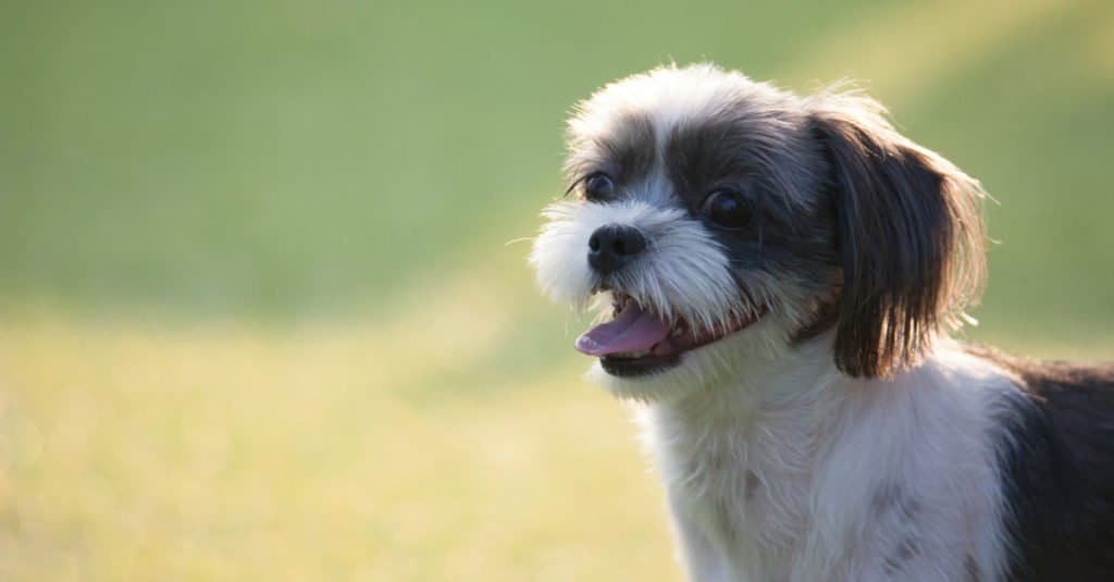 Cross breed beagle hot sale and shih tzu