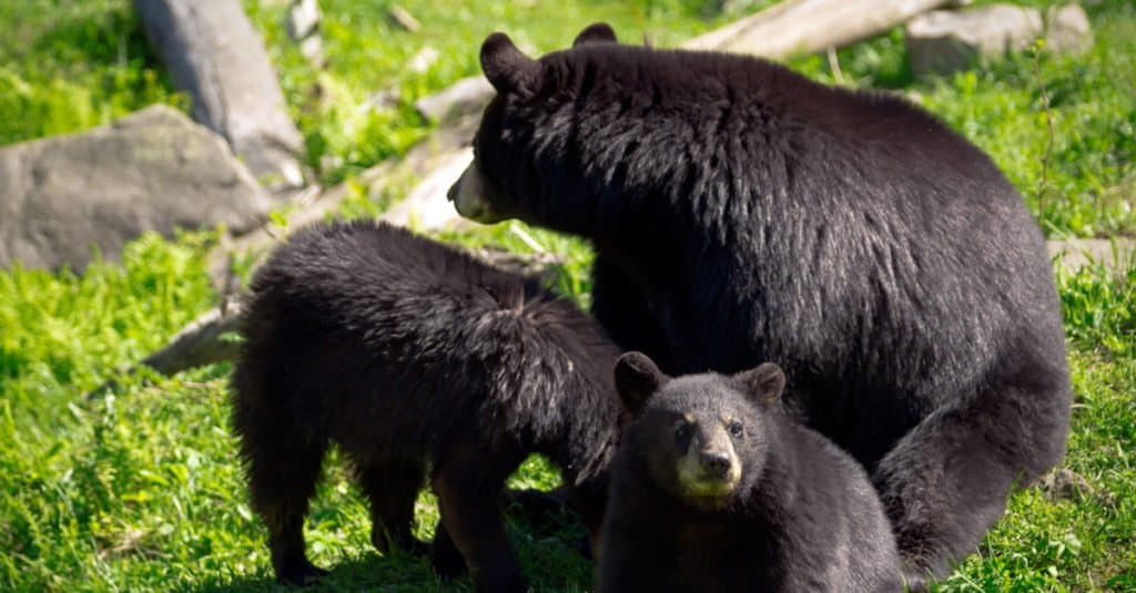 A sleuth, or group, of three American black bears (Ursus americanus), a mother bear and two of her cubs, sit in a rocky field.