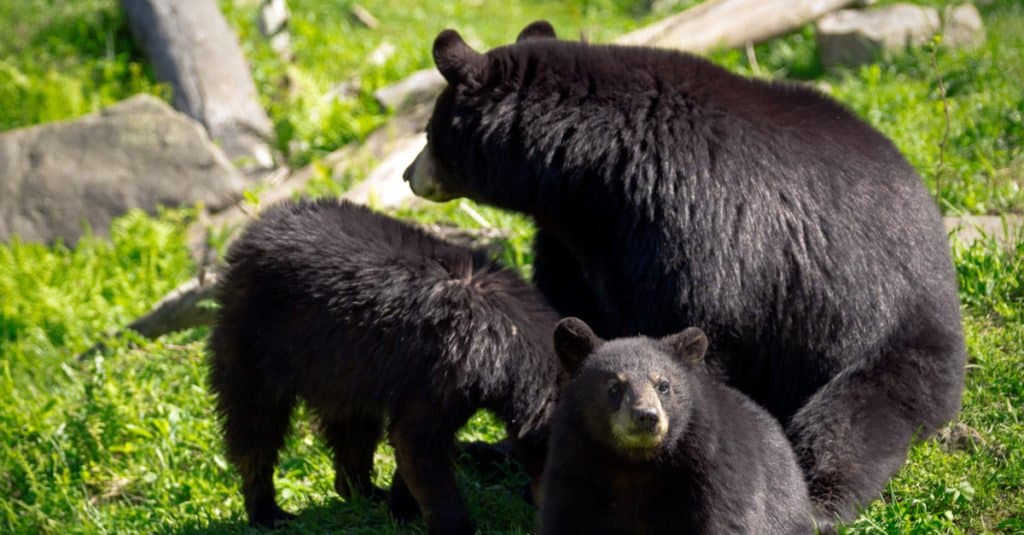 What Do Black Bears Eat? 20+ Foods They Feed On - AZ Animals