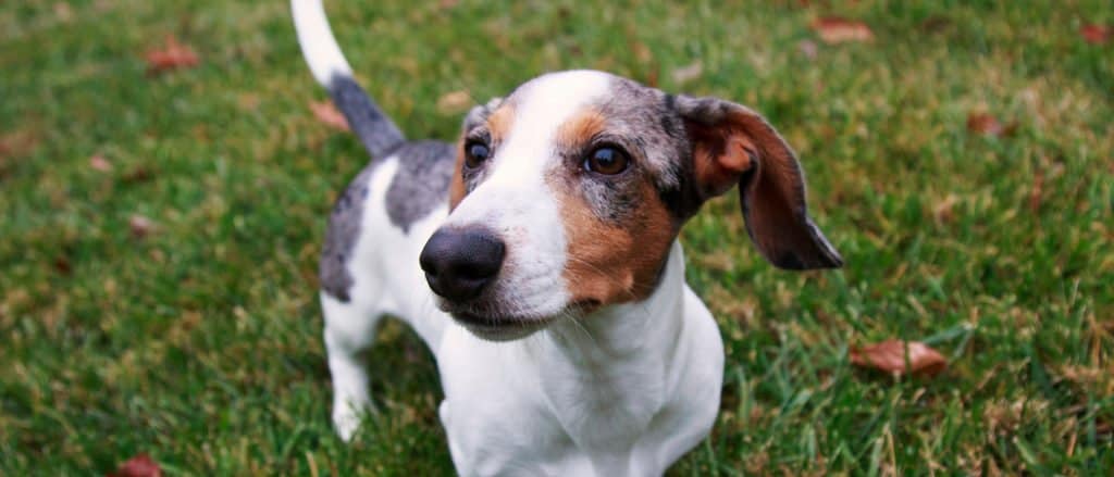 Dapple Dachshund Dog Breed Complete Guide - A-Z Animals