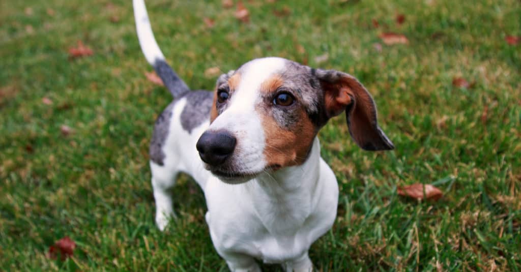 This Doxle Has A Black, Brown, and White Coat