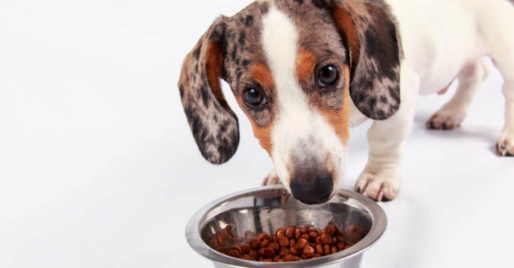 Doxle Puppy Eating Dinner