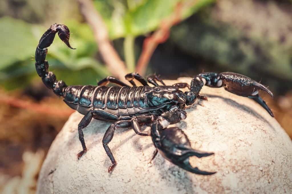 An emperor scorpion with its claws open.