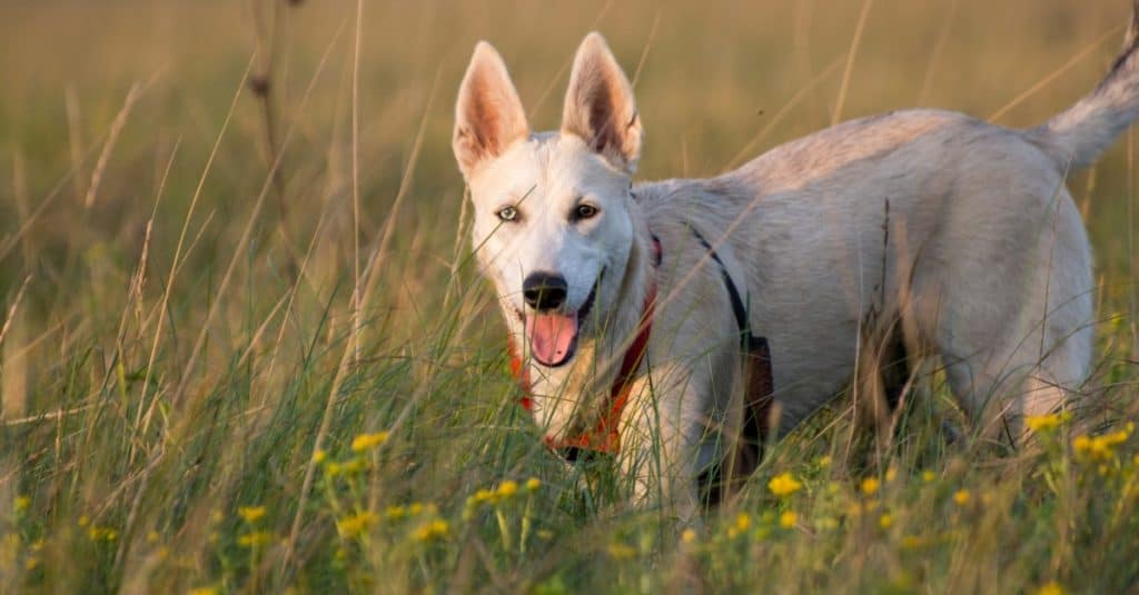 Gerberian Shepsky playing in a field