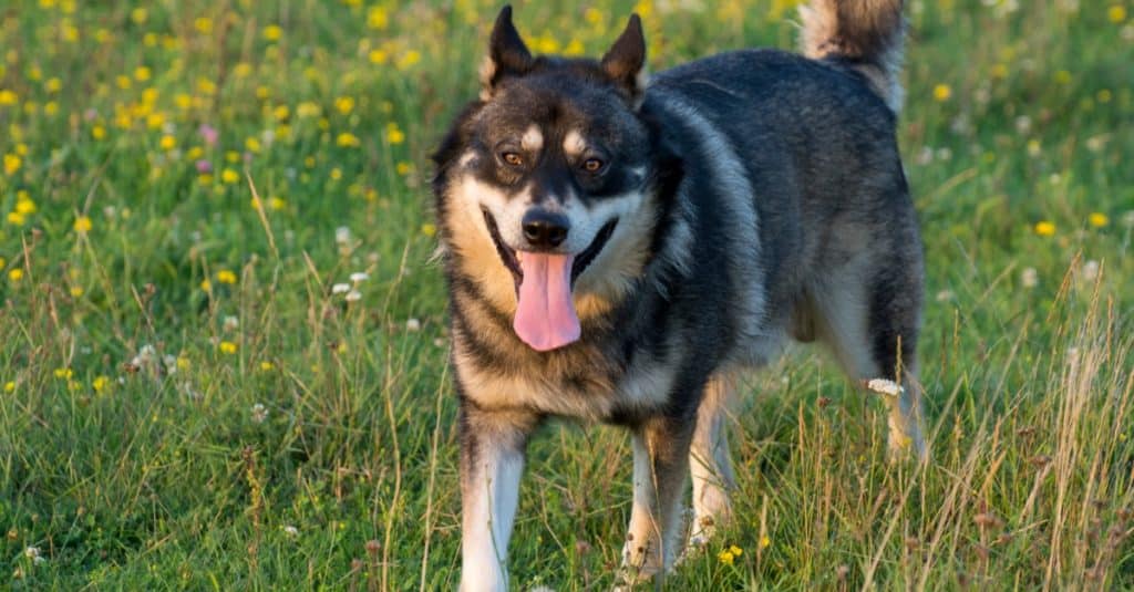 Gerberian store shepsky weight