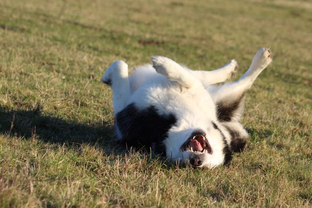 Alaskan malamute rolling and playing on the grass.