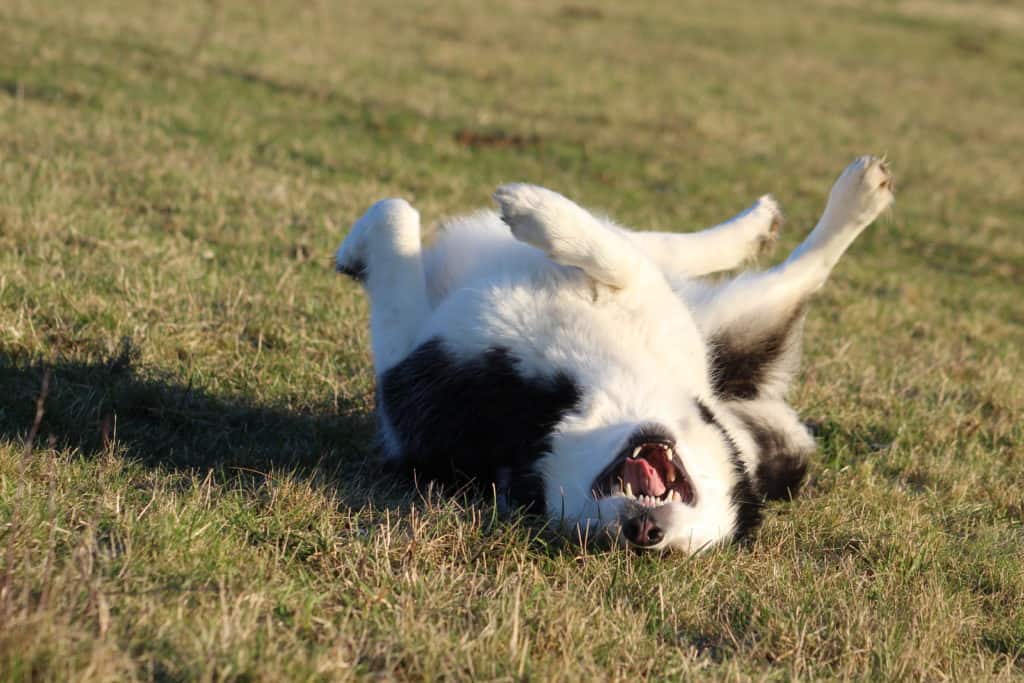 What is the breed of a black and white dog?