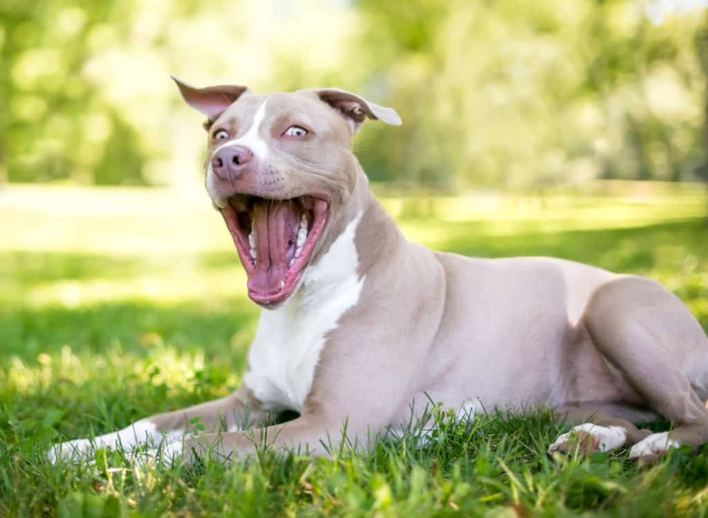 Dangerous dog breeds: Why are pit bull-like dogs controversial? - Vox