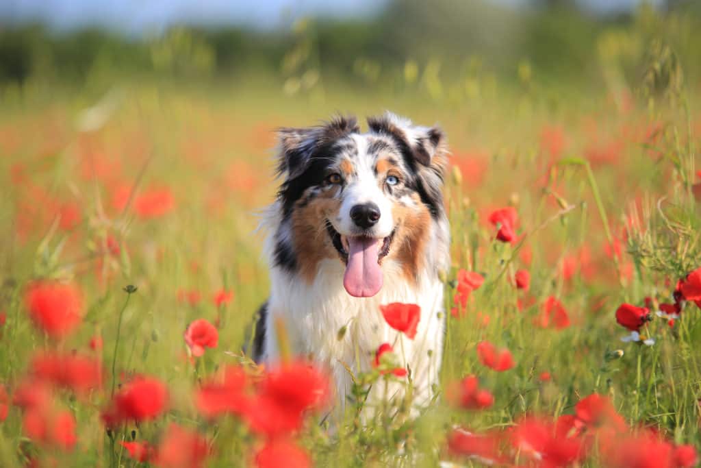 are australian shepards smaller than german shepherd