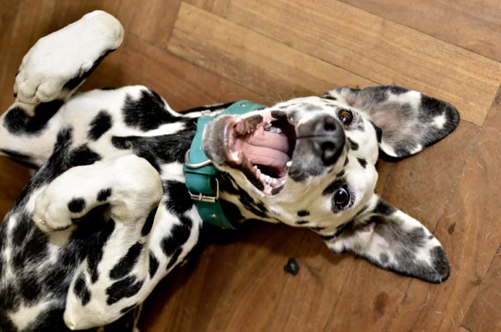 What is the breed of a black and white dog?