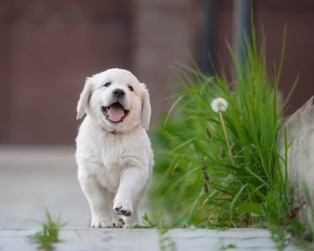 Golden retriever puppy 