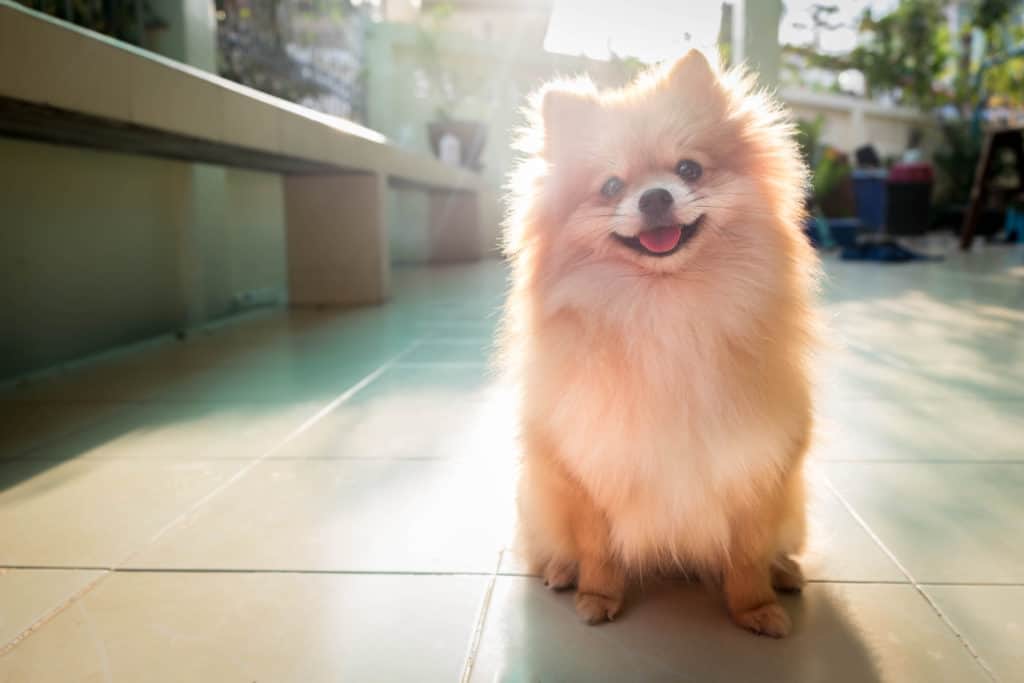 Pomeranian mixed shop with chow chow