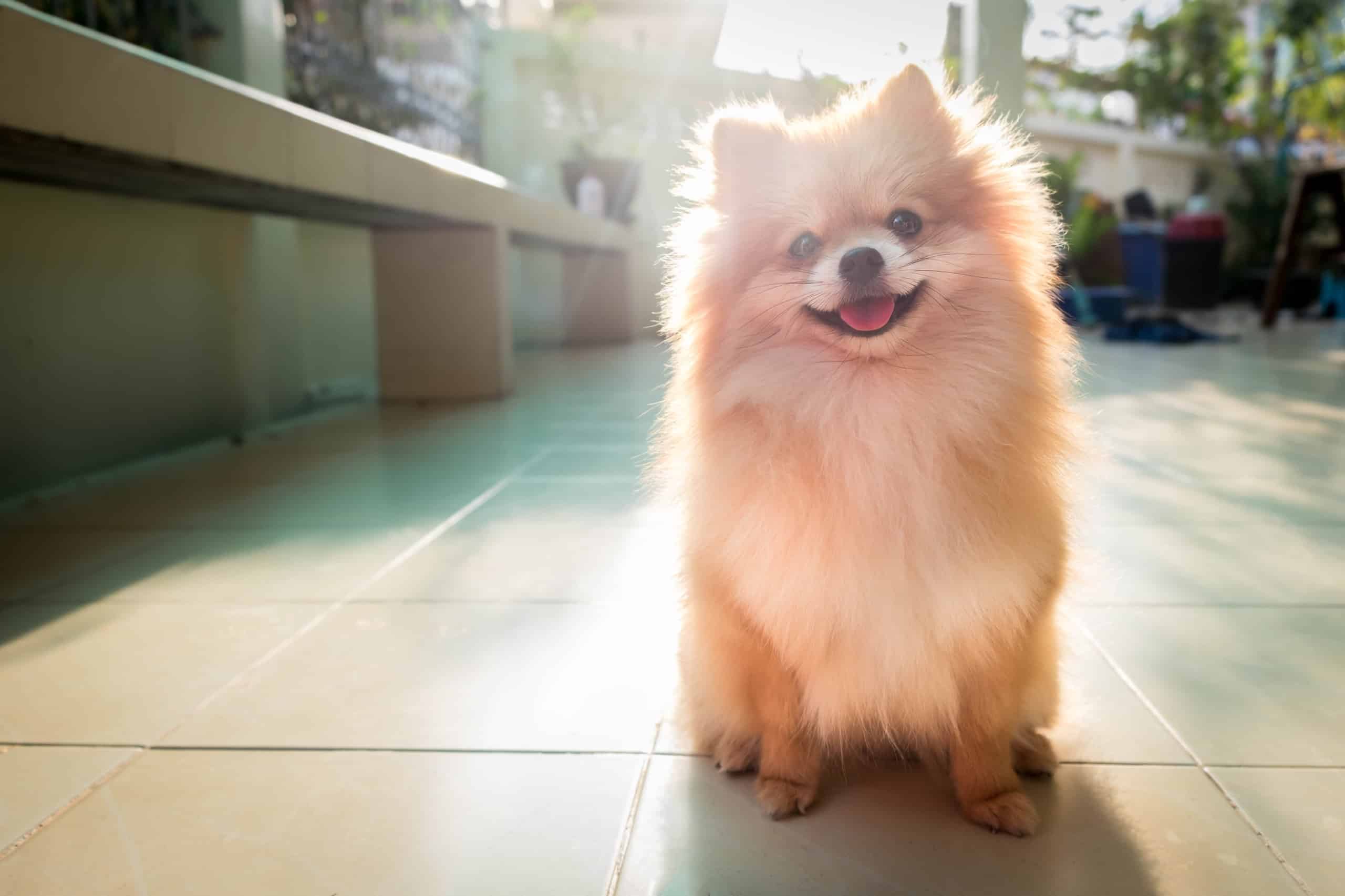 Your Guide to the Typical Pomeranian Lifespan and Pom Care – The Native Pet
