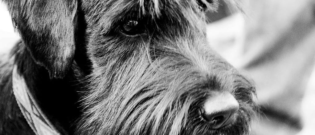 Close-up, Dog, Eye, Animal, Animal Behavior