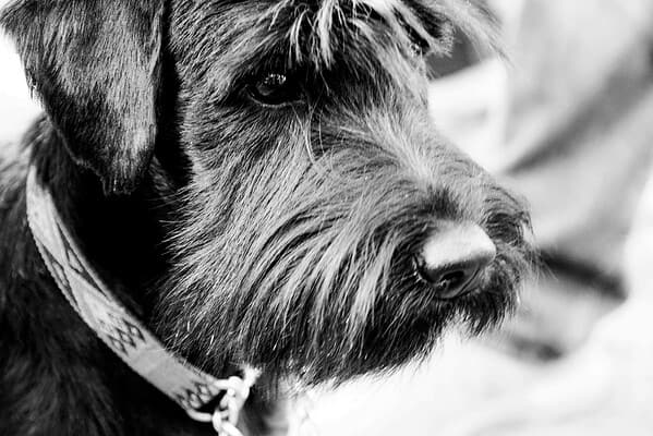 Shangle Pup Schneagle Dog Breed Complete Guide - A-Z Animals