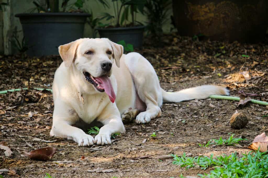 Labrador retriever are great with children