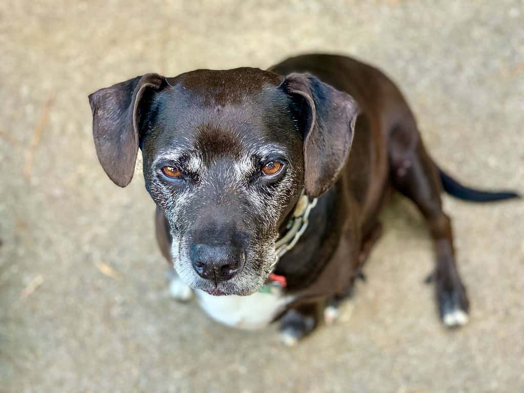 Animal, Canine - Animal, Dog, Horizontal, Nature