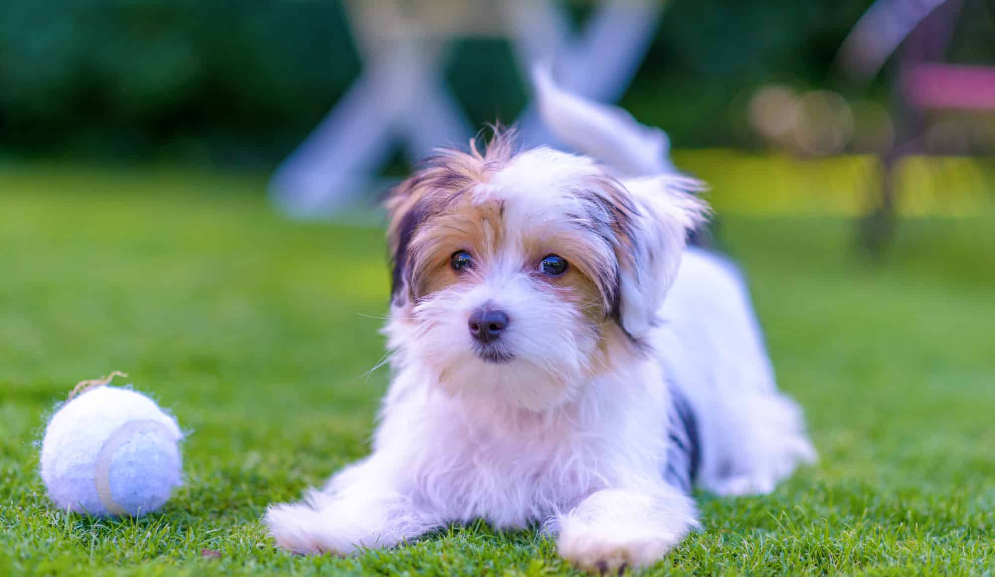 Grass, Lying Down, Puppy, Alertness, Animal