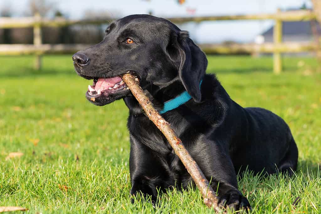 Animal, Beauty In Nature, Black Labrador, Canine - Animal, Color Image, *Bassador. Portrait of a cute black Labrador playing with a stick in the garden