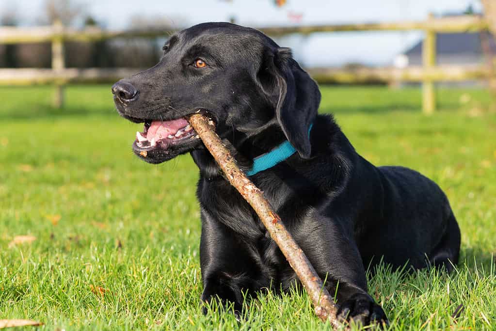 Portrait of a cute black Labrador playing with a stick in the garden