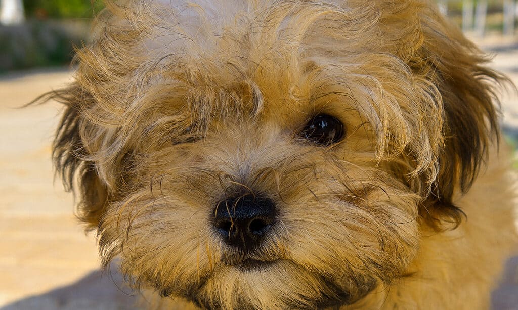 Havashires are the result of mixing a Havanese with a Yorkshire terrier