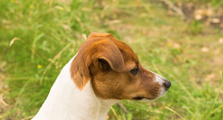 Jack Russell terrier sitting on the grass in the park. A popular breed of dog.