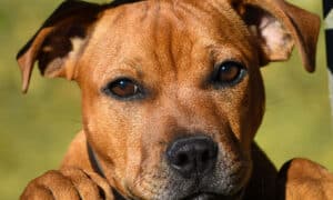 Animal, Animal Body Part, Animal Eye, Animal Hair, Animal Head