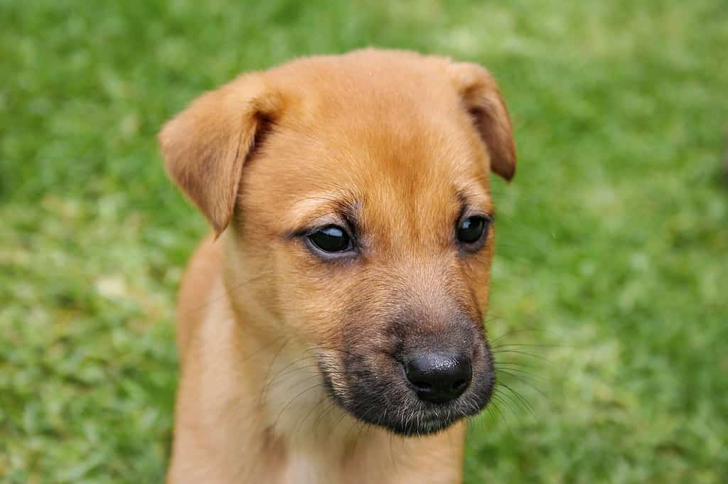 Homeless animals series. Small brown crossbreed pup standing on the grass, bewildered look on his face. Shallow depth of field. More dogs