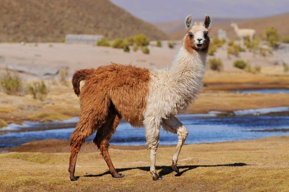 A llama standing in dead grass near a small body of water.