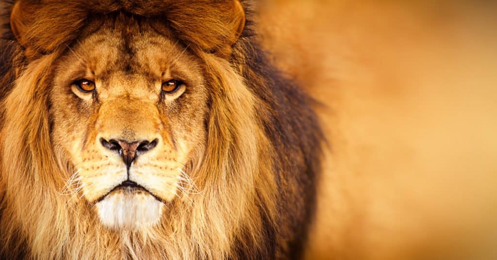 13 Lion Facts - African male lion headshot looking into camera