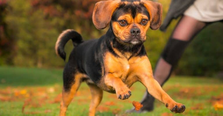 Close-up of a cute Puggle playing outside in autumn