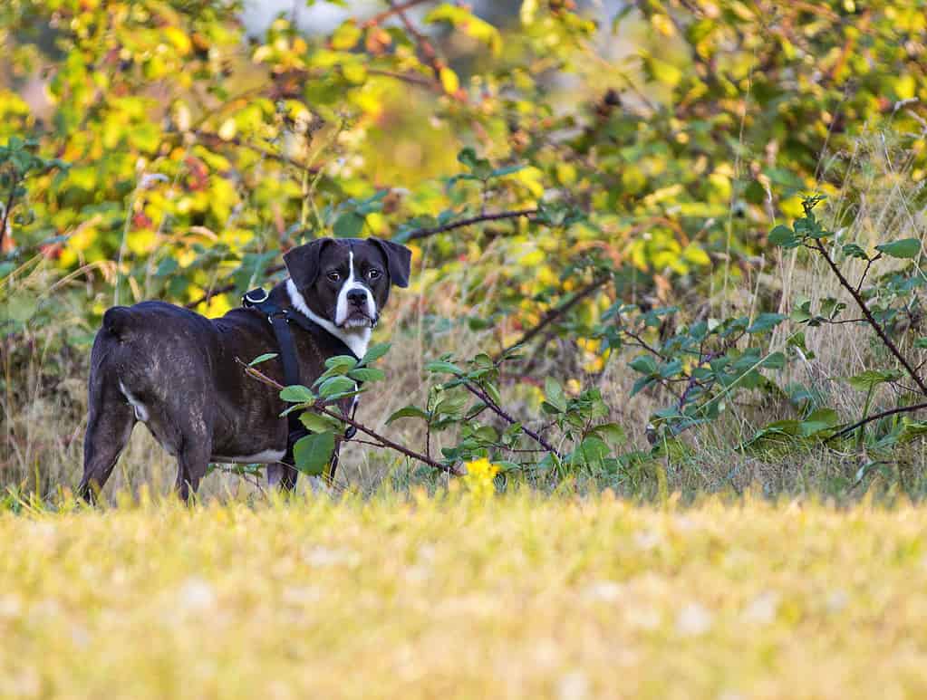 Female BOXERS Flannel - Mixed Dogs