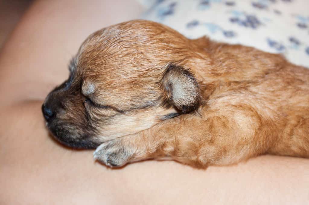 Pugshire puppy with owner