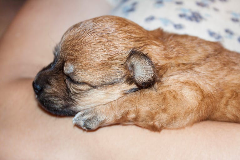 Small breed dog is sleeping close up.
