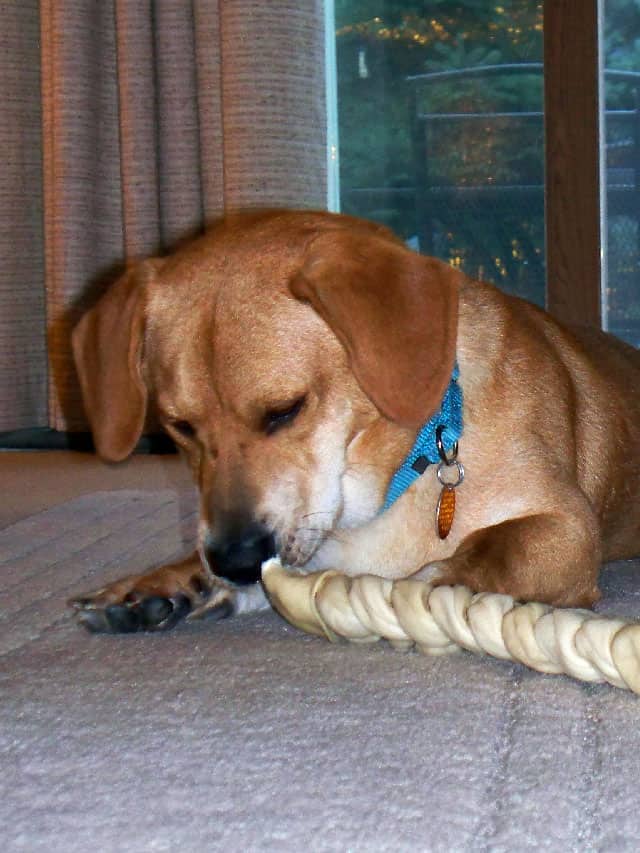 A Bassador mixed breed dog with a rawhide treat