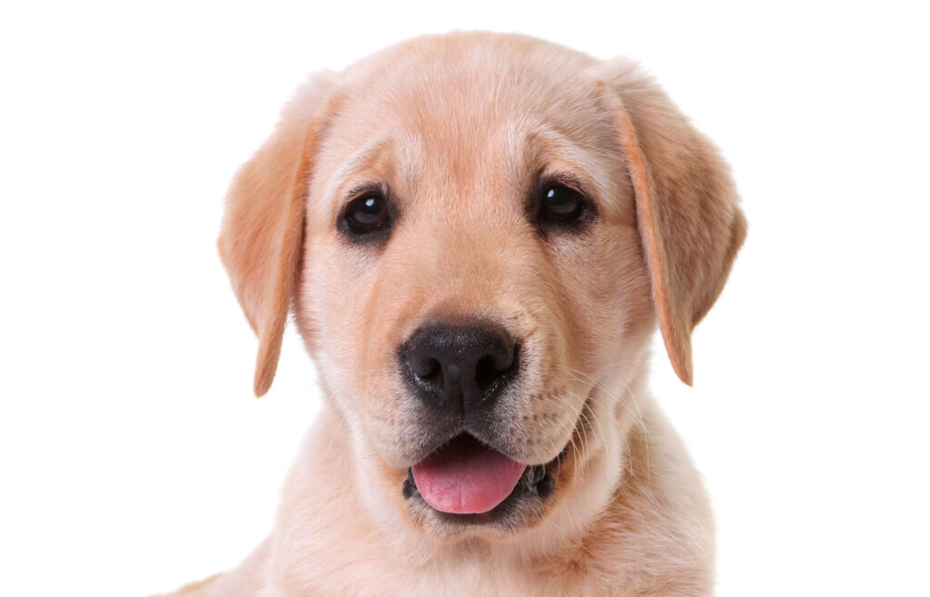 puppy labrador retriever