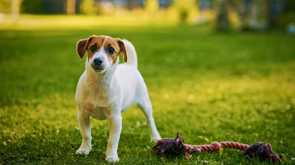 Fox Terrier