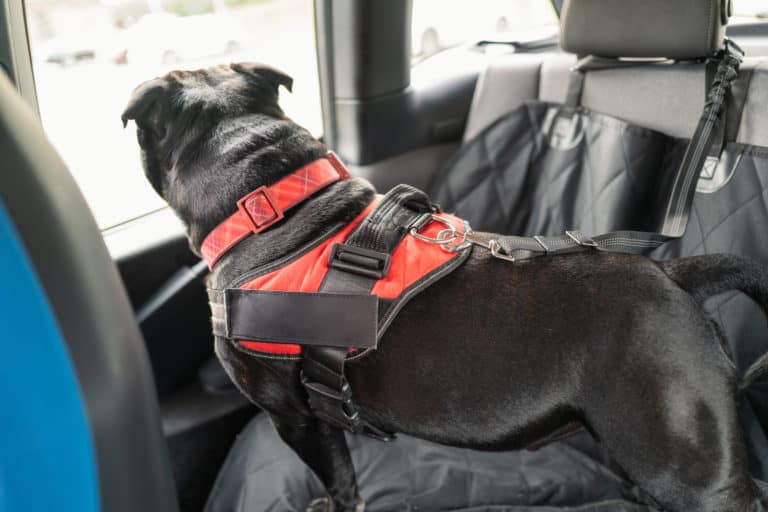 Black pug testing a car seat harness