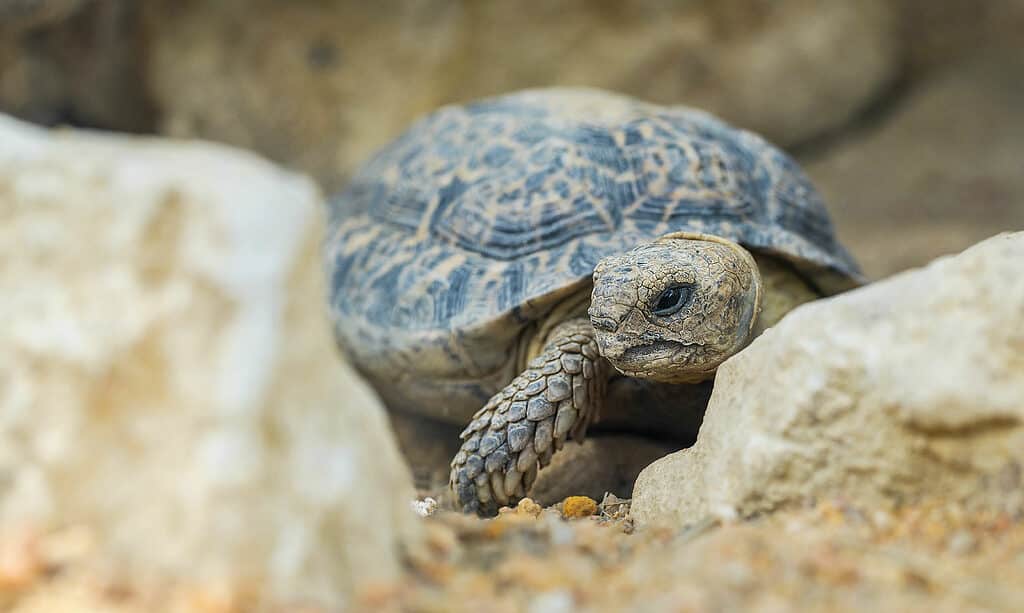 Speckled tortoise (Chersobius signatus)