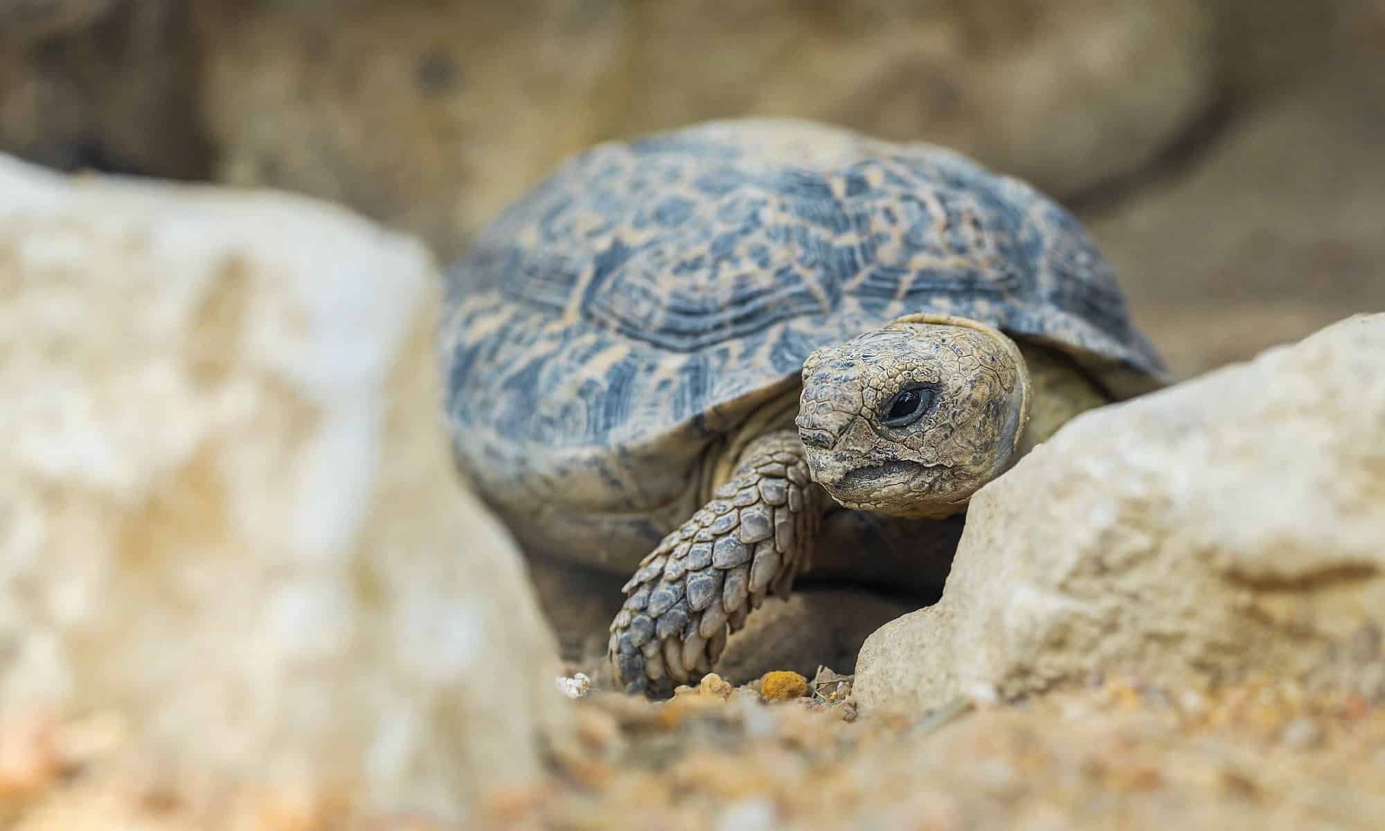 No, Tortoises Cannot Swim! 22 Facts About These Poor Swimmers - A-Z Animals