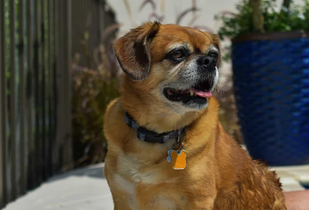 Happy Peagle dog smiling