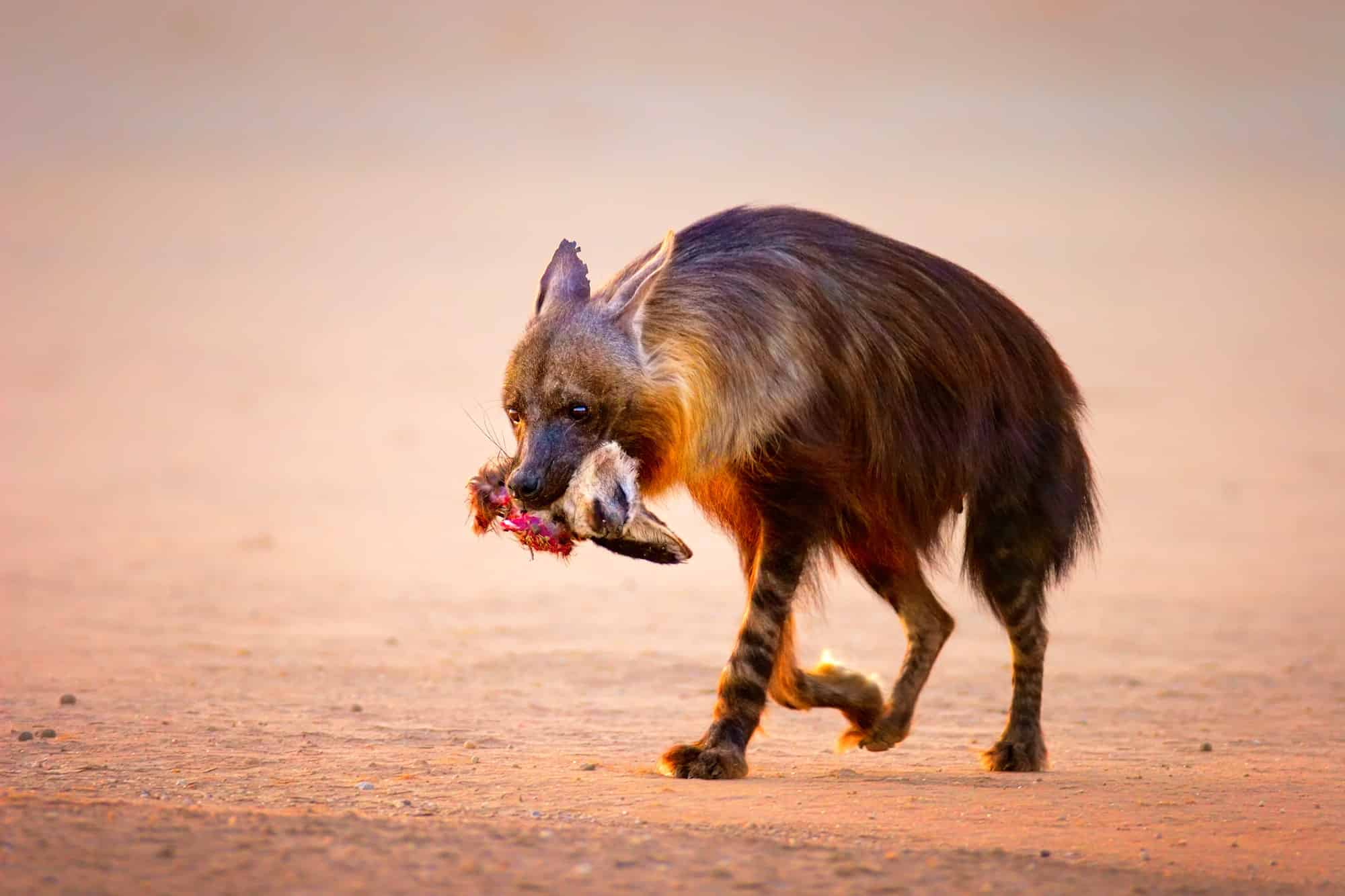 Brown hyena (hyaena brunnea) carrying a dead seal pup after it killed it, at a Namibian seal colony on the Skeleton Coast in Namibia.