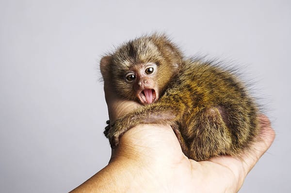 The Pygmy marmoset has fingernails that are like claws to help them climb up and down trees.