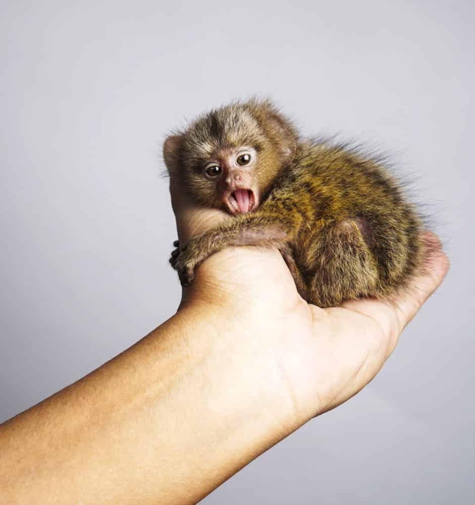 Finger Monkey | Pygmy Marmoset (Finger Monkey) Animal Facts ...