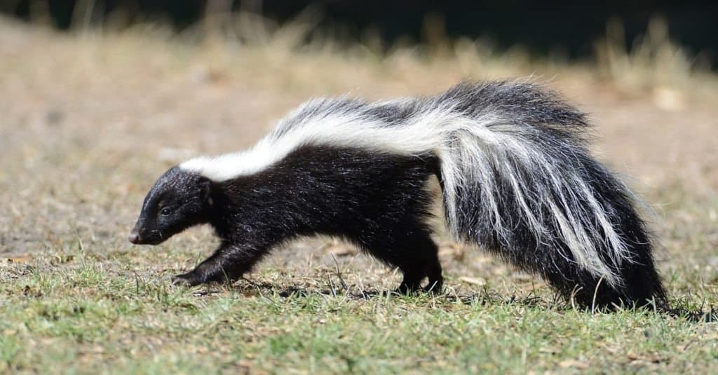 A skunk standing in the grass.