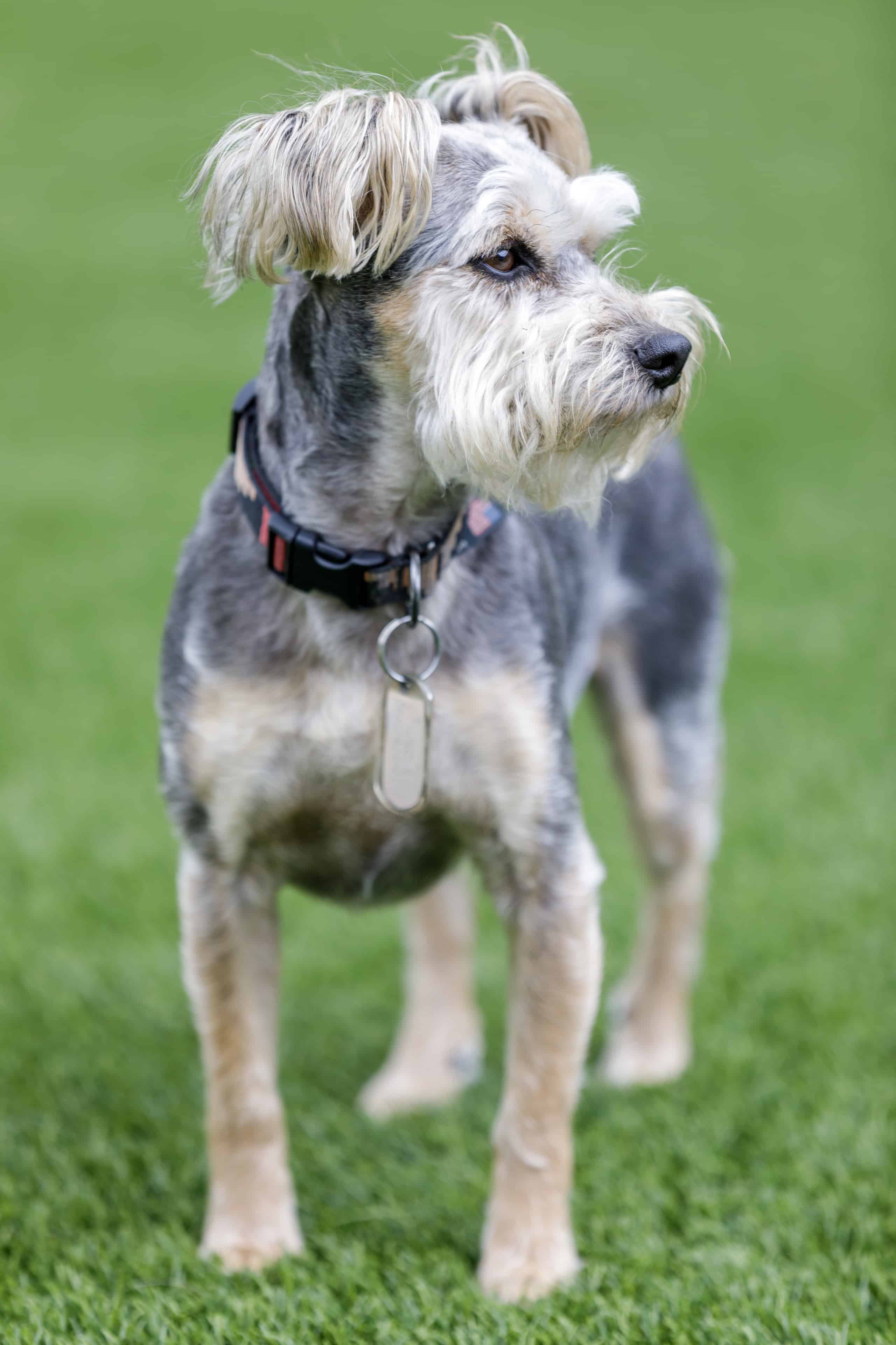 Schnauzer store yorkie puppy