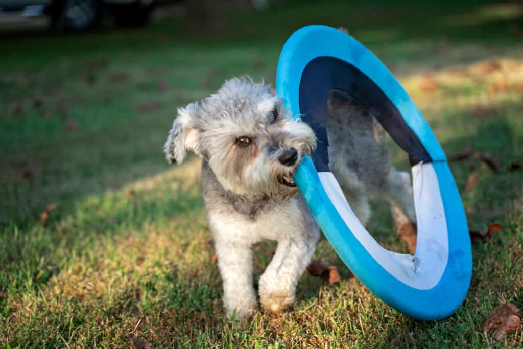 Snorkies love to play with toys