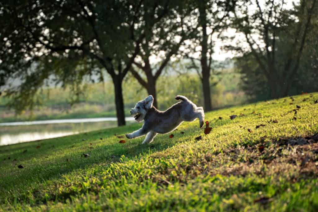 A Snorkie running as fast as he can