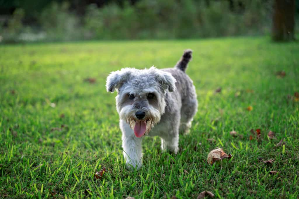 Yorkie poo best sale with schnauzer cut